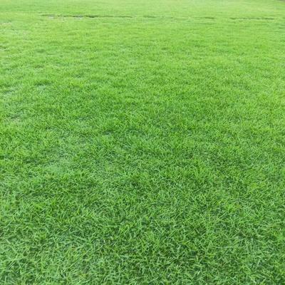唐记草场-夏-威夷草卷-绿化园林美化城市园艺景观用