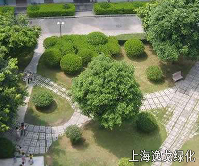 上海闵行室内花卉绿植多少钱